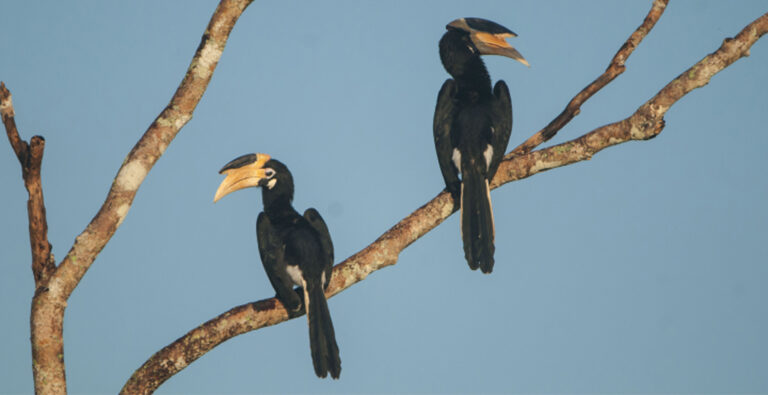 Wilpattu National Park